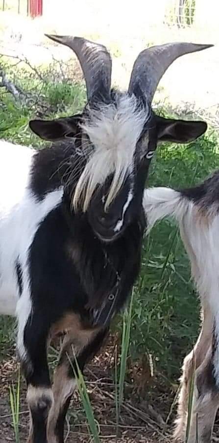 nigerian dwarf goats buck