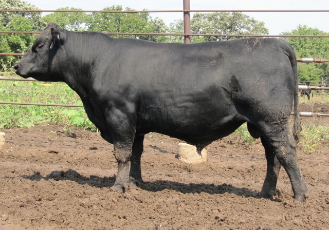 2-Year-Old Black Angus Bull - Grass Based OCC Genetics - Nex-Tech ...