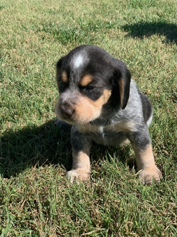 Akc Registered Male Bluetick Beagle Puppy Nex Tech Classifieds