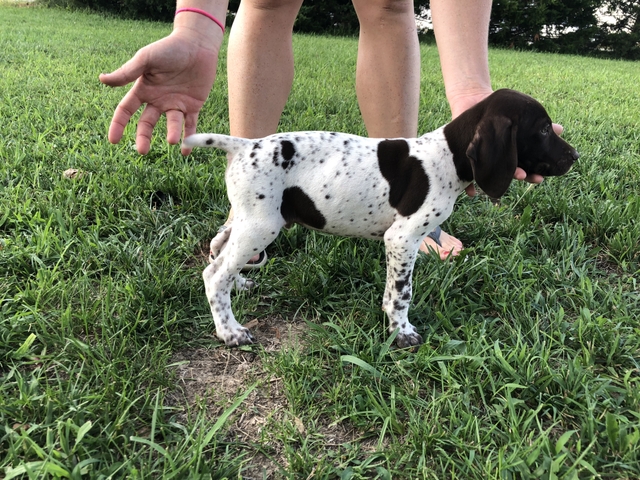 german shorthaired pointer puppies