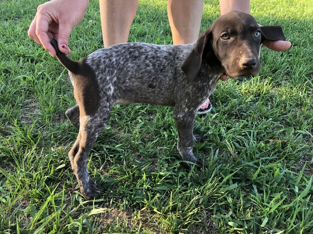german shorthaired puppies for sale near me