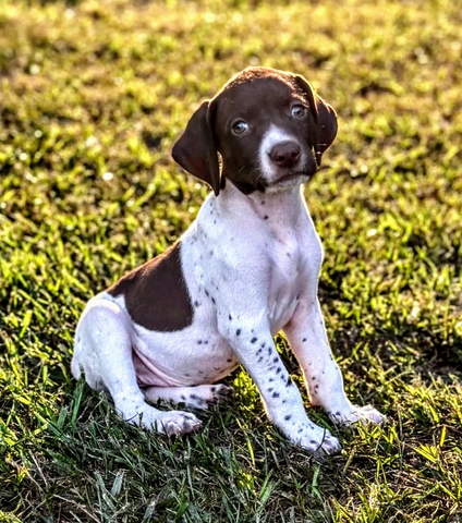 GSP Puppies out of Supreme Hunting Genetics - Nex-Tech Classifieds