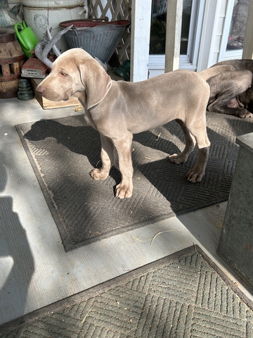 2 Weimaraner Puppies - Nex-Tech Classifieds