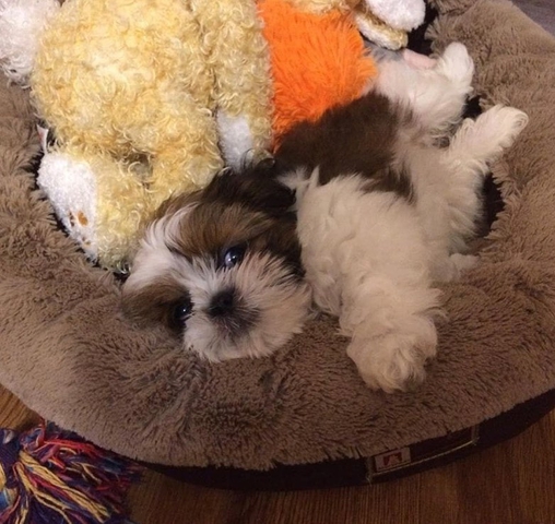 Adorable Male And Female Shih Tzu Puppies Nex Tech Classifieds