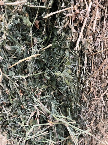 small green alfalfa bales - Nex-Tech Classifieds