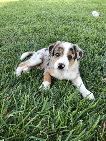 ABCA Border collie puppies for sale 