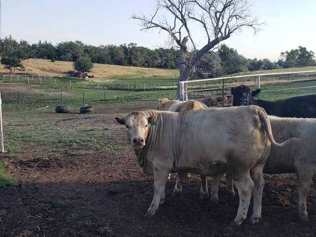 Beef For Sale Nex Tech Classifieds