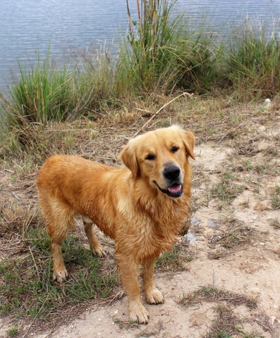 Akc Golden Retriever Puppies Nex Tech Classifieds