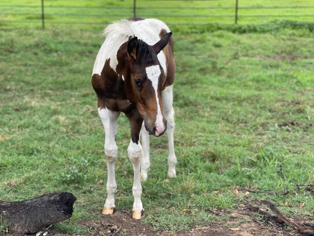 APHA Sun Frosted Rocket stud colt (Sun Frost grandson) - Nex-Tech ...