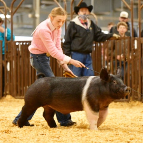 SHOW PIGS - 70 LITTERS - Nex-Tech Classifieds