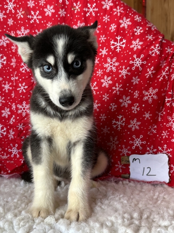 husky puppies - Nex-Tech Classifieds