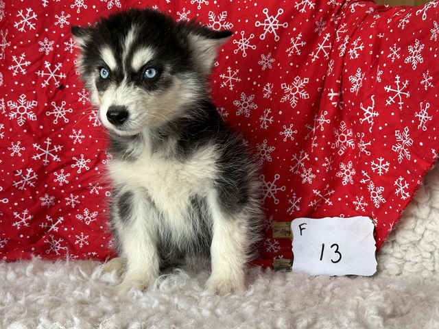 husky puppies - Nex-Tech Classifieds