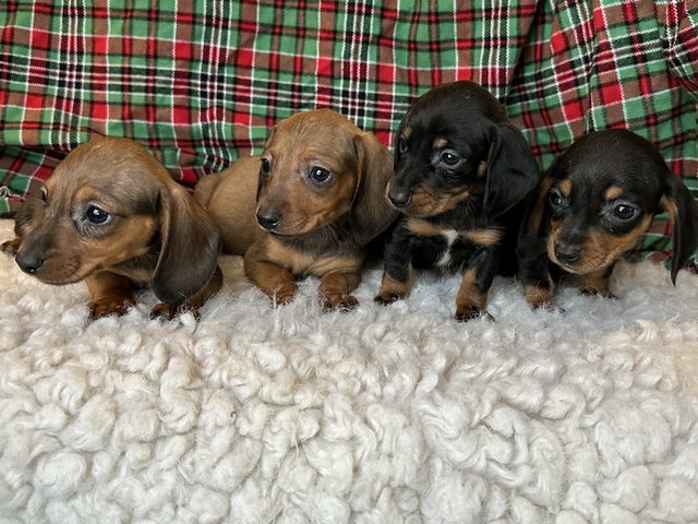 Mini Dachshund - Nex-Tech Classifieds