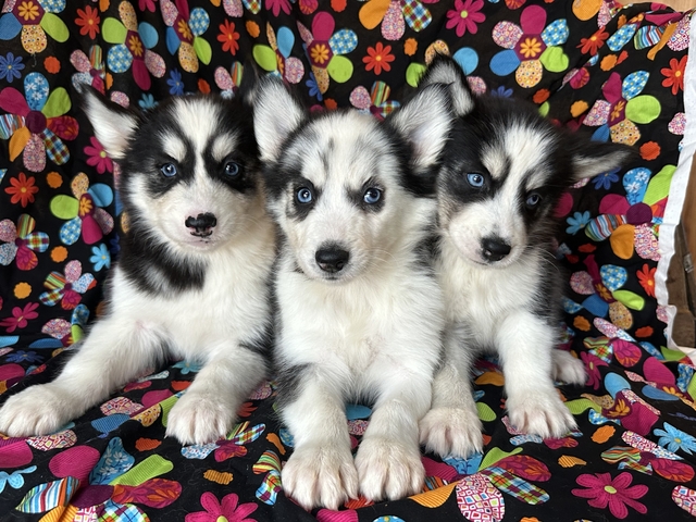 husky puppies - Nex-Tech Classifieds