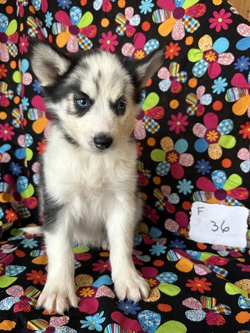 husky puppies - Nex-Tech Classifieds