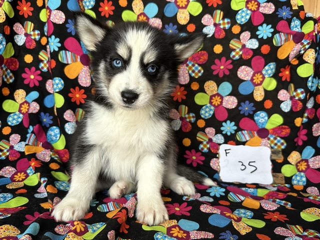 husky puppies - Nex-Tech Classifieds