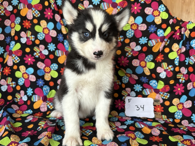 husky puppies - Nex-Tech Classifieds