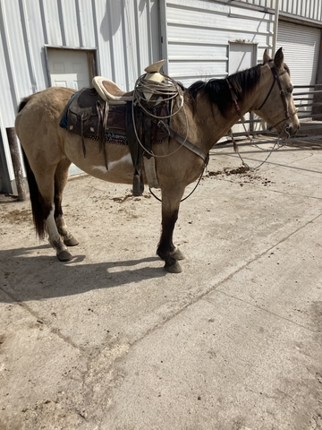 Buckskin Gelding - Nex-tech Classifieds