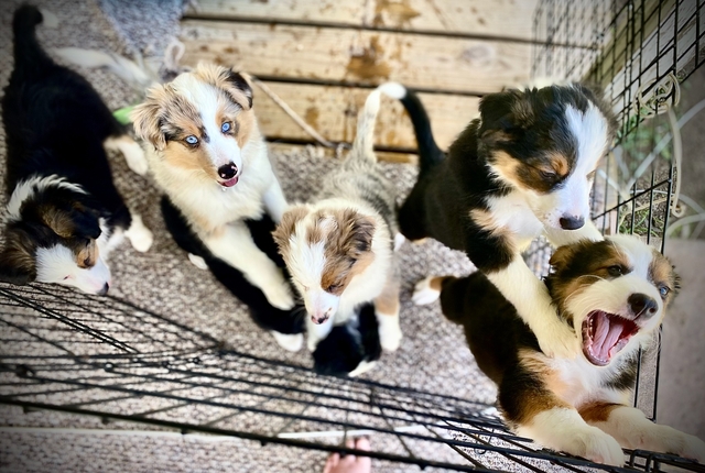 Australian shepherd pups - Nex-Tech Classifieds