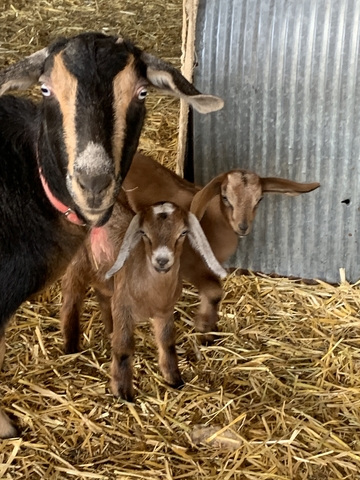 mini nubian goats for sale - Nex-Tech Classifieds