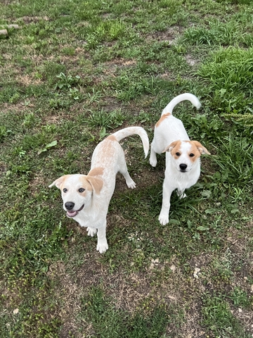 Great Pyrenees Mix Puppies - Nex-Tech Classifieds