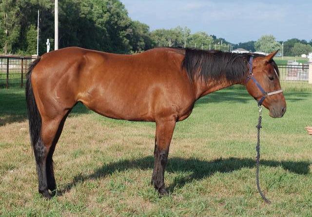 LOOK!! Beautiful AQHA mare! - Nex-Tech Classifieds