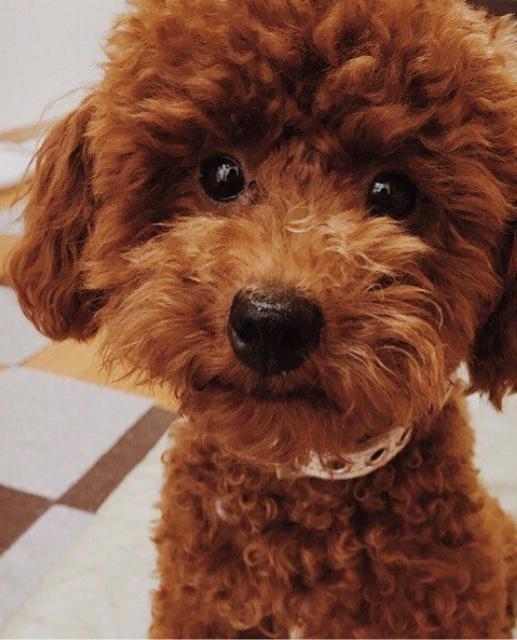 brown toy poodle brown toy poodle