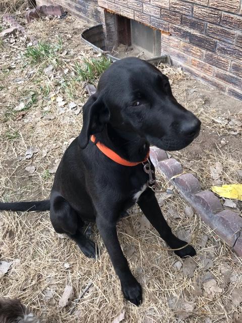 Black lab - Nex-Tech Classifieds