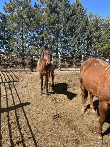 8 year old mare - Nex-Tech Classifieds