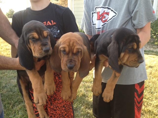 8 week 2024 old bloodhound