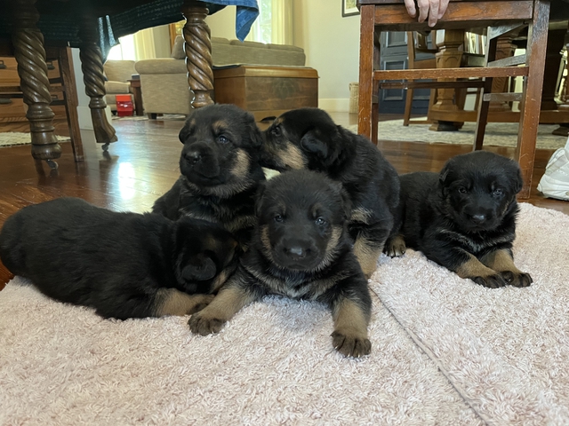 Registered German Shepherd Puppies - Nex-Tech Classifieds