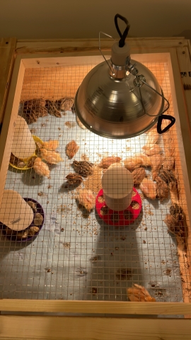 Jumbo Coturnix Quail Chicks - Nex-Tech Classifieds