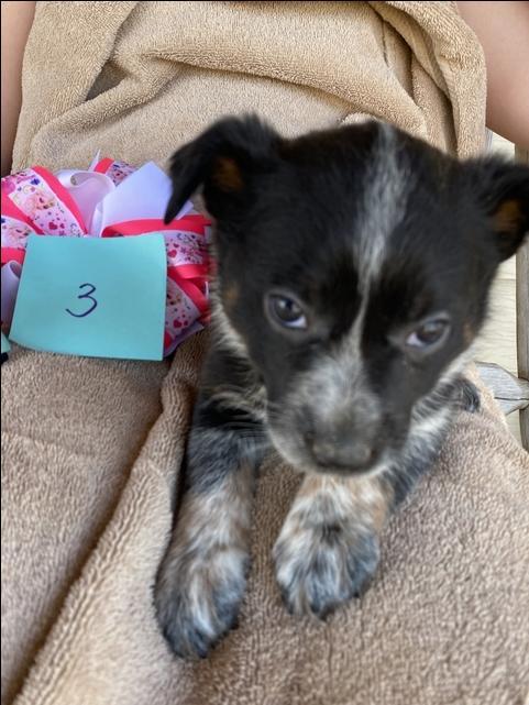 Mini Aussie Blue Heeler Puppies - Nex-Tech Classifieds