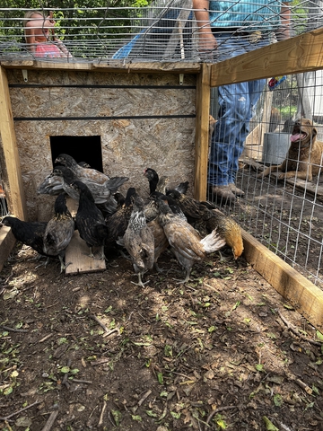 Americauna pullets for sale - Nex-Tech Classifieds