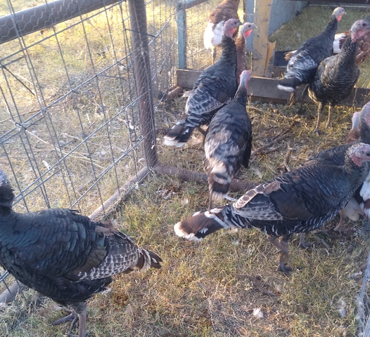 Young turkeys - Nex-Tech Classifieds