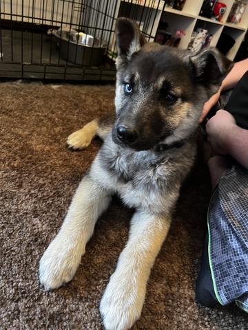 German Shepard/ Husky - Nex-Tech Classifieds