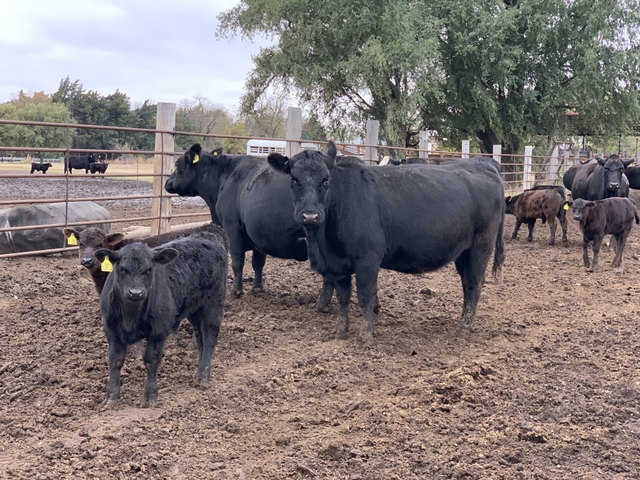 Fall Cow Calf Pairs - Nex-Tech Classifieds