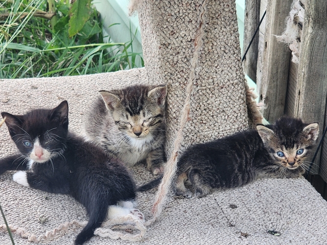 Cats and kittens - Nex-Tech Classifieds
