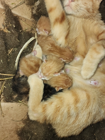 Cats and kittens - Nex-Tech Classifieds