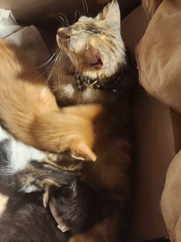 Cats and kittens - Nex-Tech Classifieds