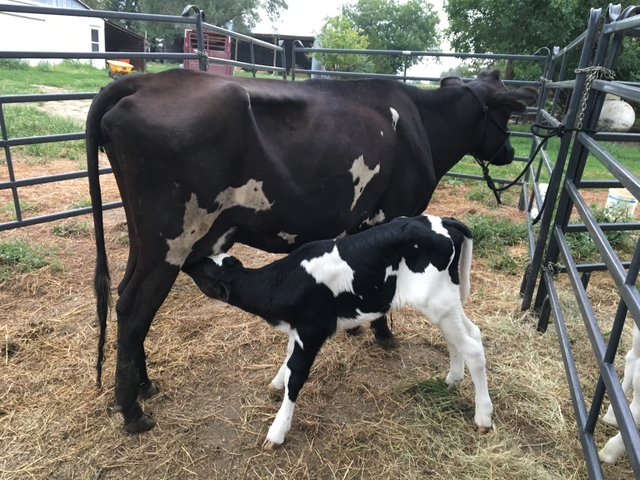 Jersey Holstein cross nurse cow - Nex 