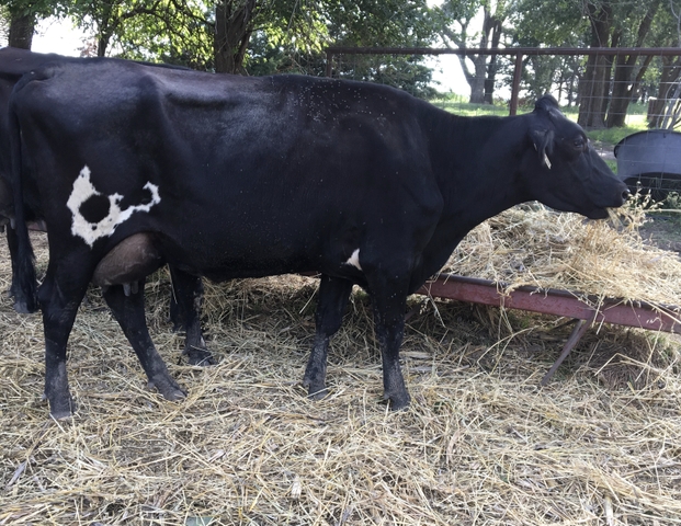 Jersey Holstein Cross Nurse Cow - Nex 