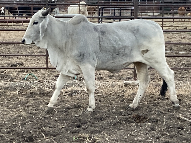 Brahman bred hefiers - Nex-Tech Classifieds