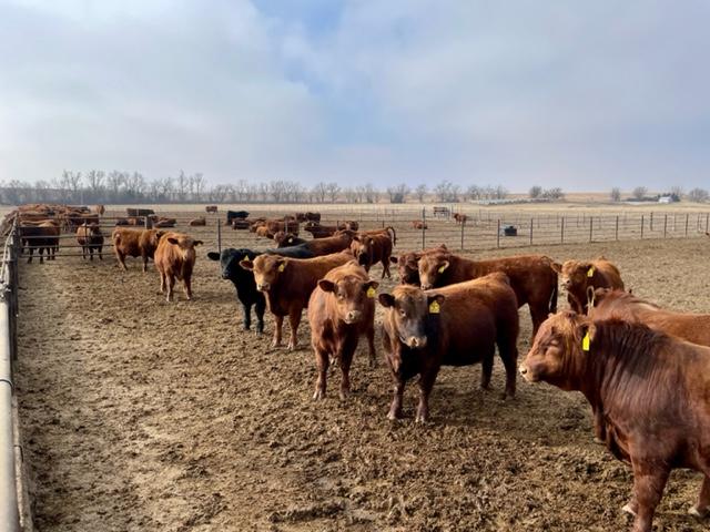 Pelton Simmental/SimAngus/Red Angus - Nex-Tech Classifieds