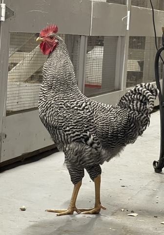 Roosters - Barred Rock and Frizzle - Nex-Tech Classifieds