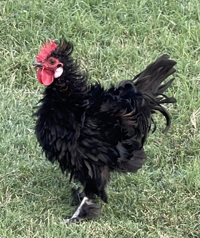 Roosters - Barred Rock and Frizzle - Nex-Tech Classifieds