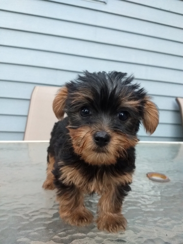 do yorkies have dew claws