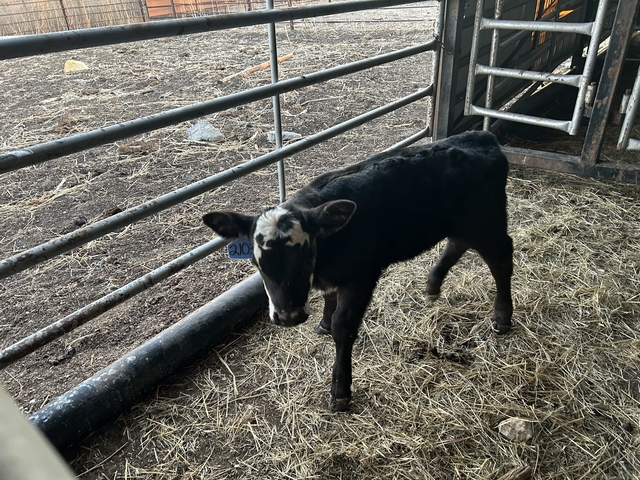 Calf for sale - Nex-Tech Classifieds