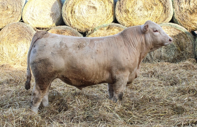 2nd Annual Double C Ranch Bull Sale - Nex-Tech Classifieds