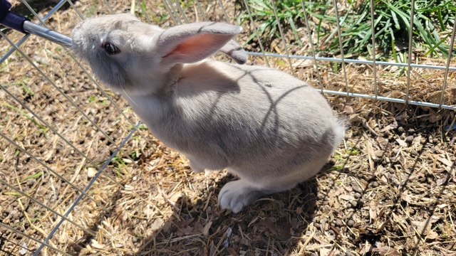 TAMU-K Composite and TAMU-K NZ Rabbits for sale - Nex-Tech Classifieds
